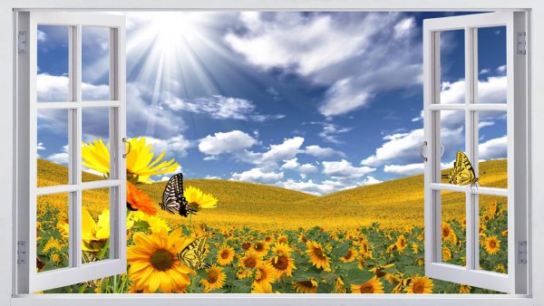 Окно в лето