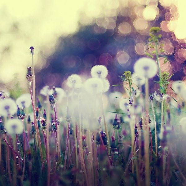 Нежные цветы в поле