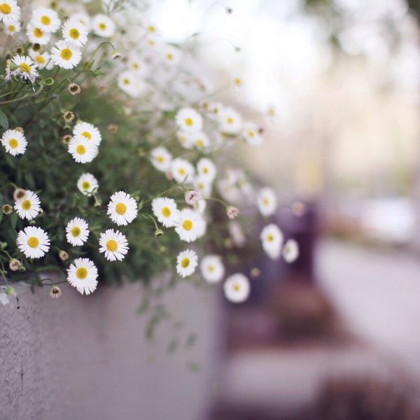 Ванильное настроение