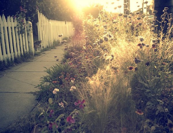 Ванильные фото