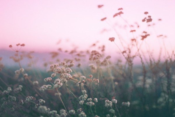 Поле Эстетика