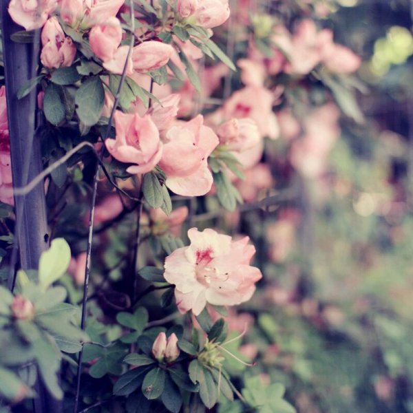 Ванильные картиночки