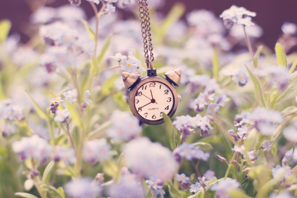 Вереск чабрец