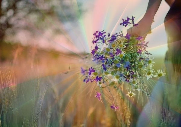 Нежные цветы на природе