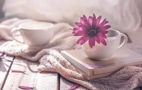 Заставка на айфон лето цветы