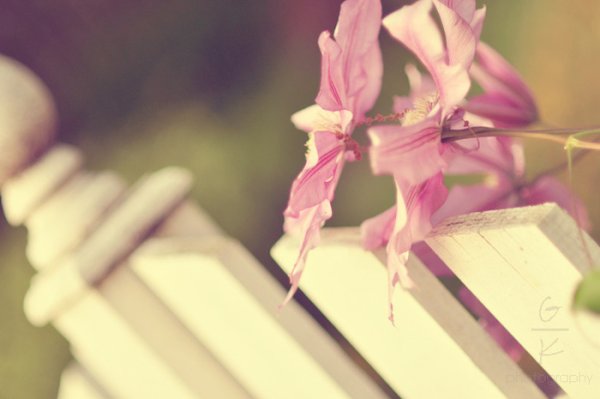 Нежные полевые цветы