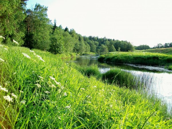 Сказочное поле