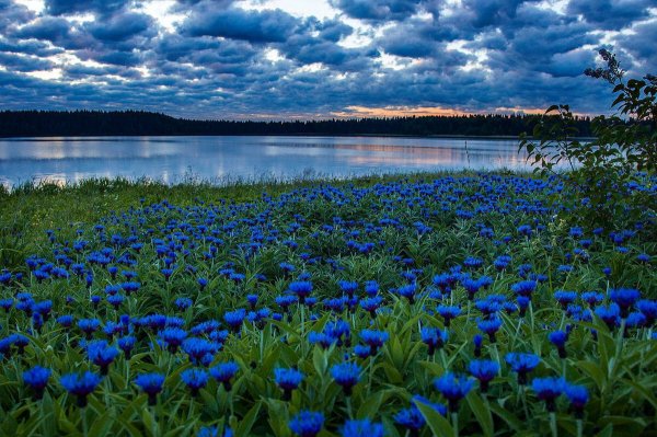 Ромашко Васильковое поле