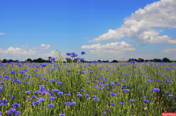 Василек полевой