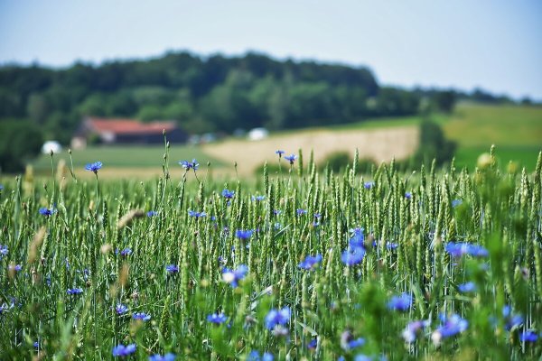 Василек Ясная Поляна