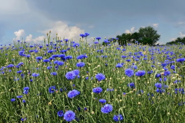 Васильковое поле