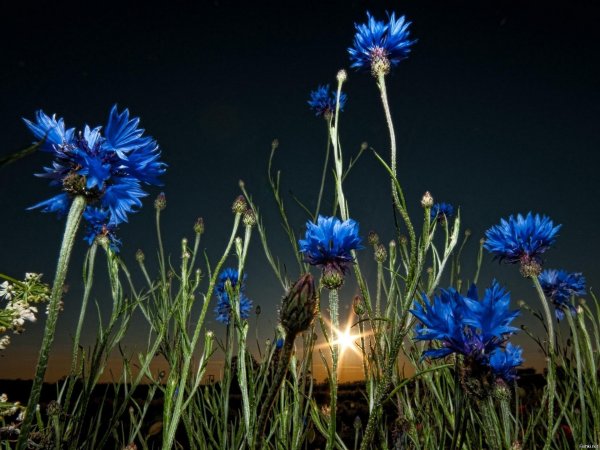 Растения Луга Василек синий полевой