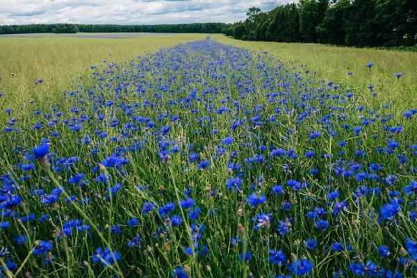 Полевые цветы на фоне неба