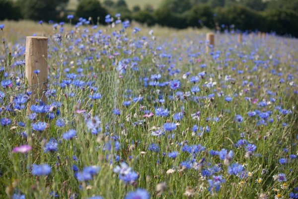 Васильковый цвет глаз