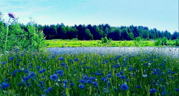 Красивые девушки в Васильках