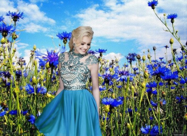 Василек левкоелистный