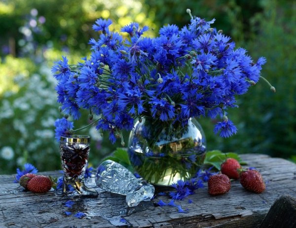 Васильковое поле во Владимирской области