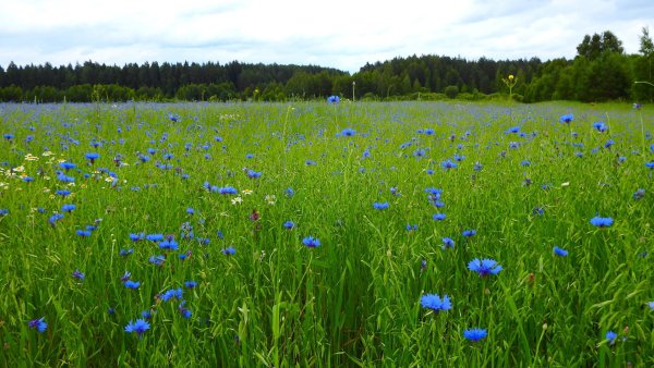 «Поле Васильков»
