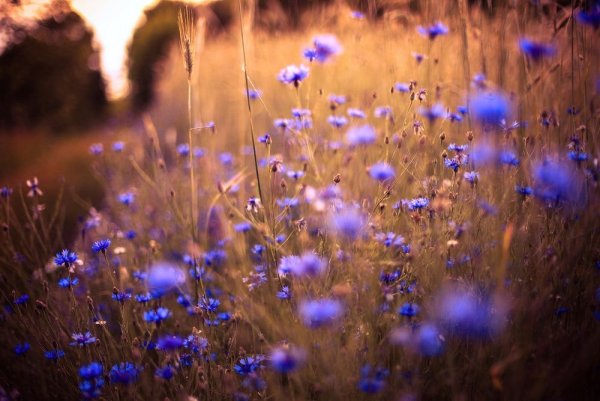 Ромашки и васильки в поле
