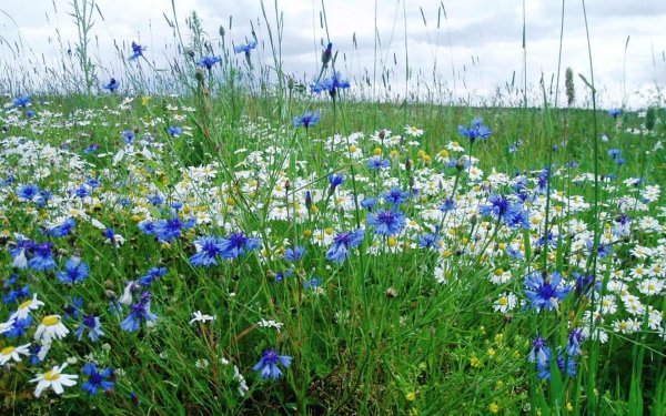 Венок с колосьями и полевыми цветами