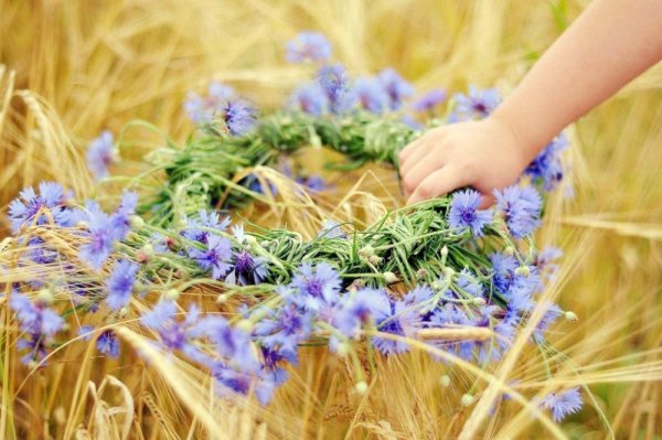 Ромашки и васильки