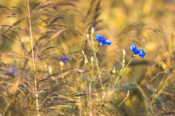 Полевые цветы