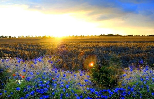 Обои на рабочий стол васильки