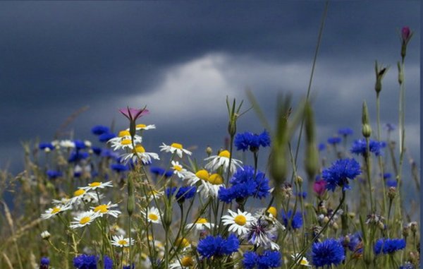 Поле рожь васильки и маки