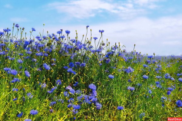 Ромашково Маковое поле