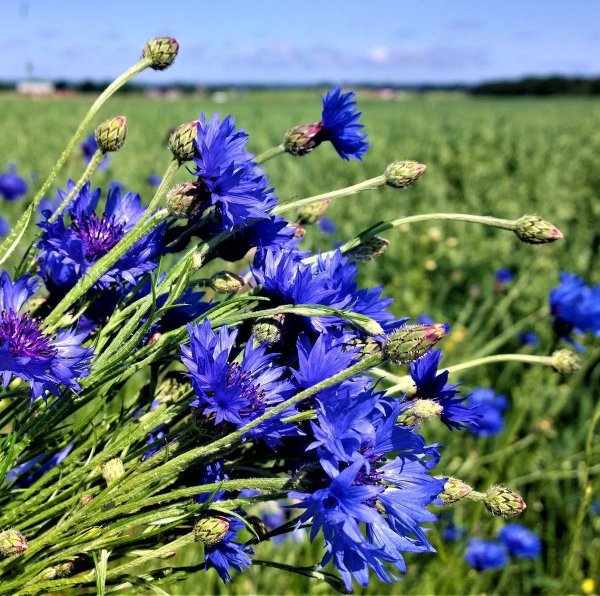 Полевые цветы для детей