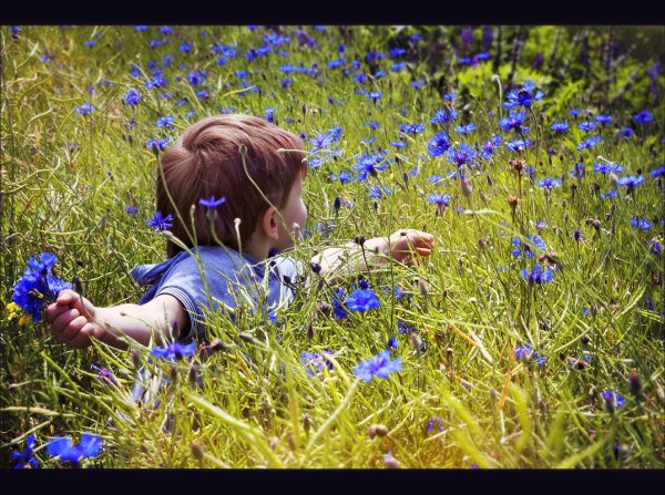 Ромашково Васильковое поле