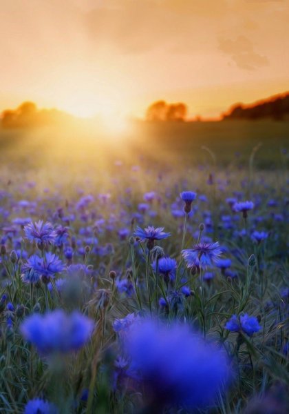 Девушка в Васильковом поле