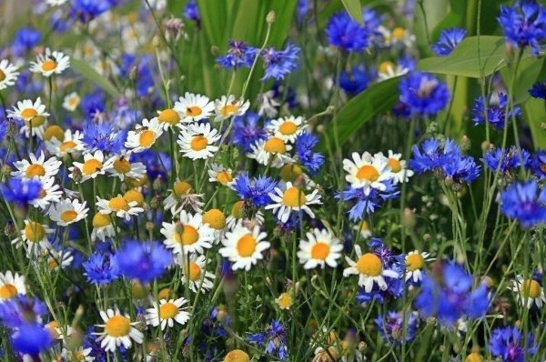 Васильки у реки