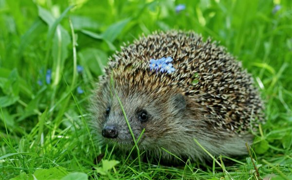 Обыкновенный (Среднерусский) ёж