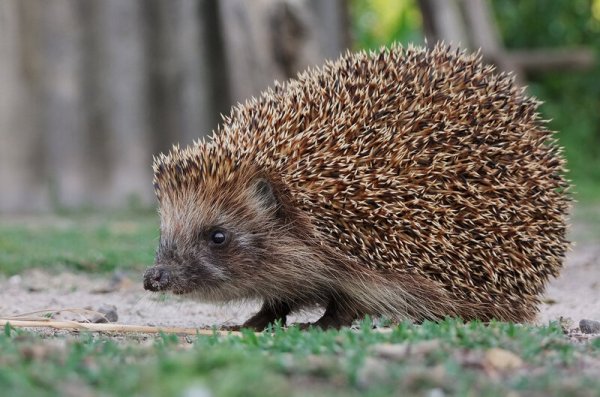 Таежный еж