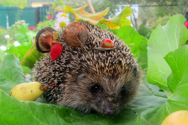 Ежик на прозрачном фоне