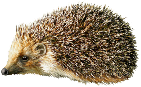 Пришвин еж иллюстрации