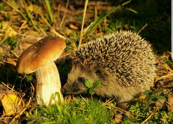 Ежик с яблоком