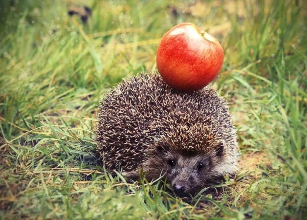 Ёж в красках