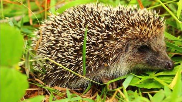 Ёжик летом