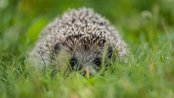 Ежики с ягелем