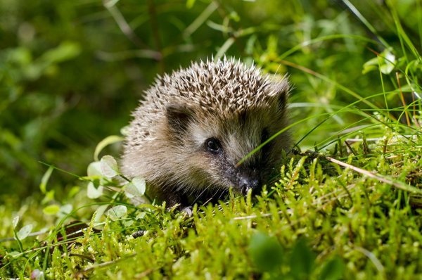 Ежик для детей