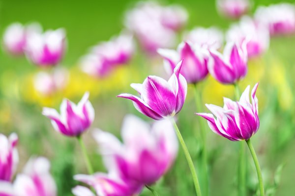 Поле тюльпанов