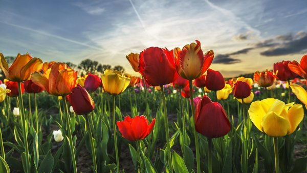 Тюльпаны в природе