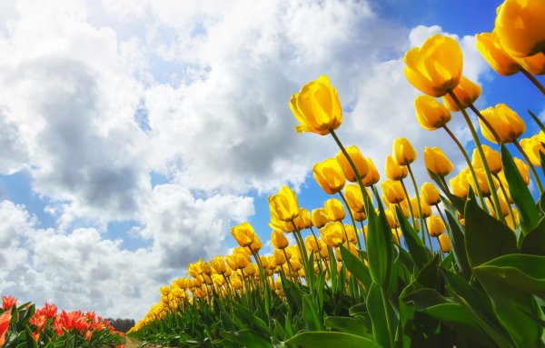 Изображения для рабочего стола Весна