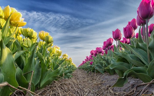 Тюльпан Дойч Прайд