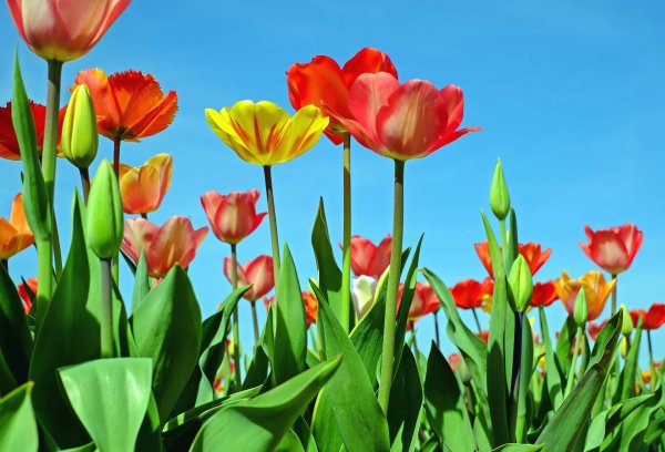 Летние тюльпаны