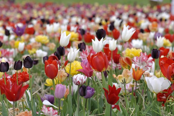 Стамбул тюльпаны