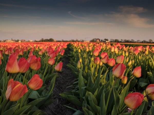 Плантации тюльпанов в Нидерландах