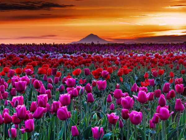 Долина тюльпанов Калмыкия